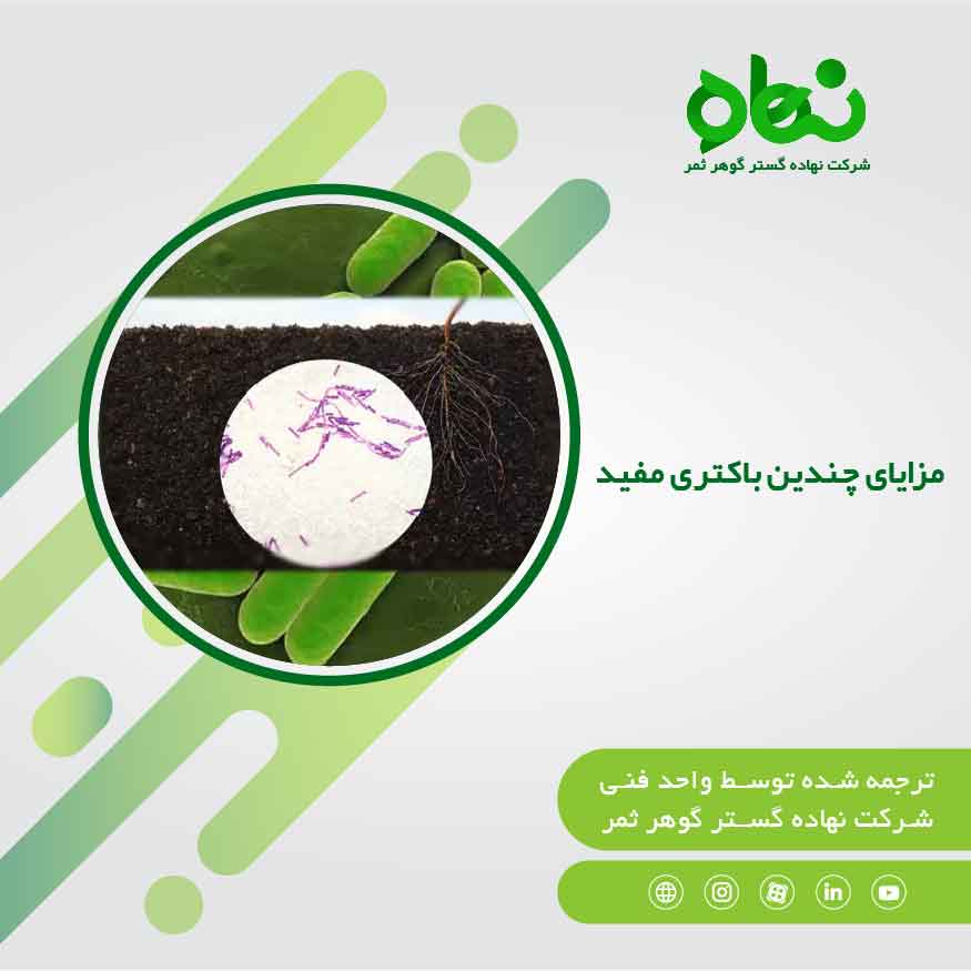 مزایای چندین باکتری مفید